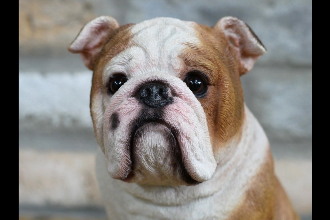 Bulldog