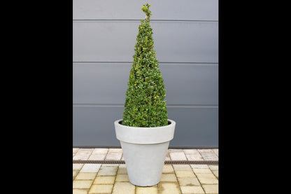 Plant Pot