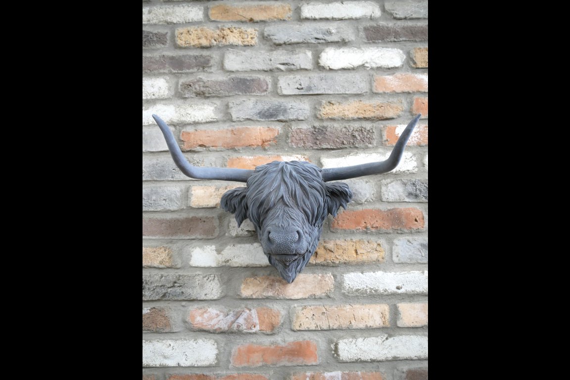 Cow Head