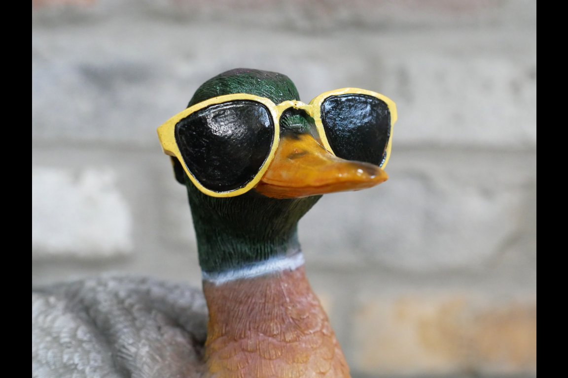 Duck In Shades