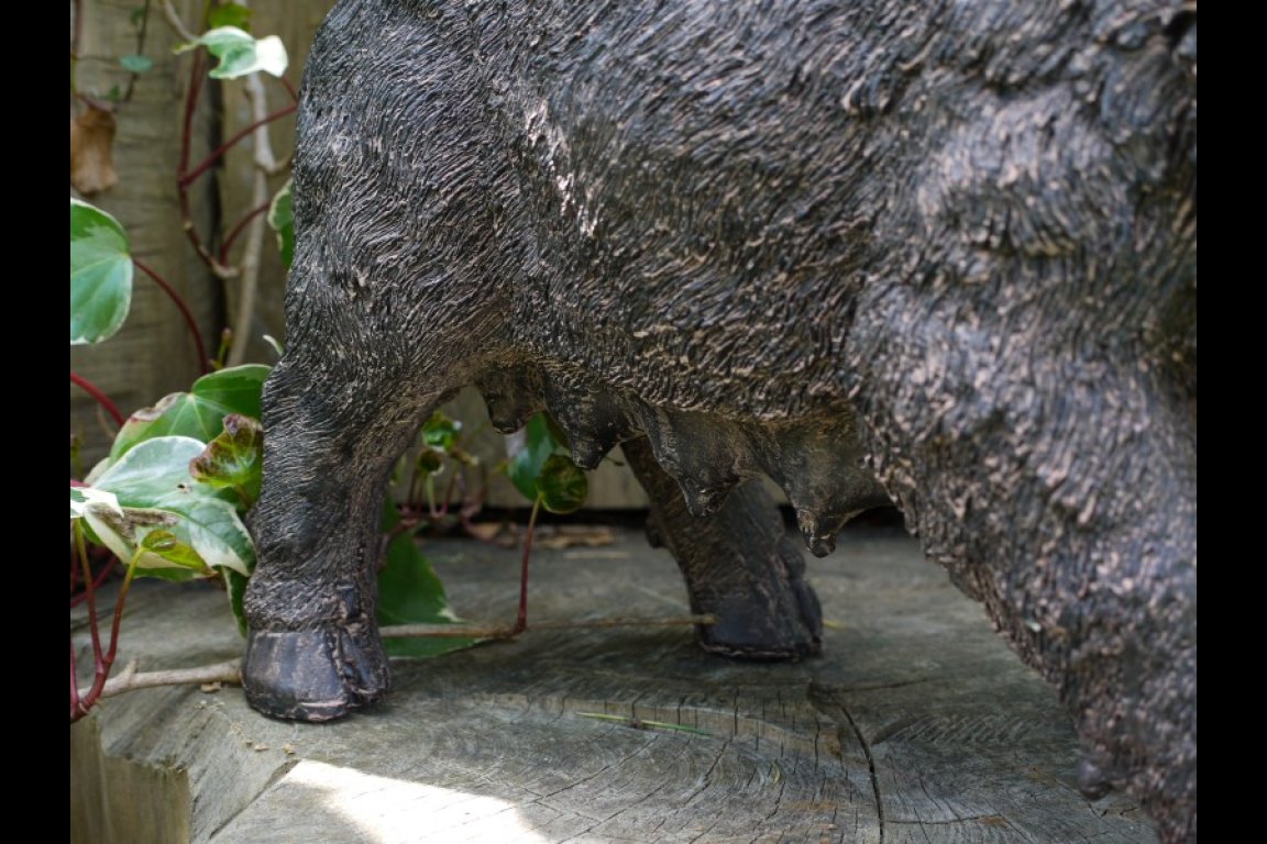 Pig