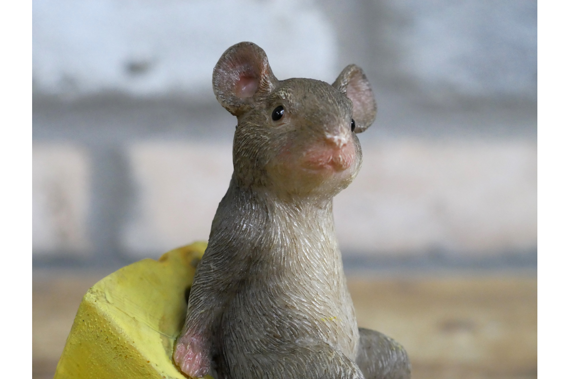 Mouse Sat On Cheese