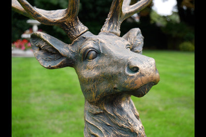 Stag