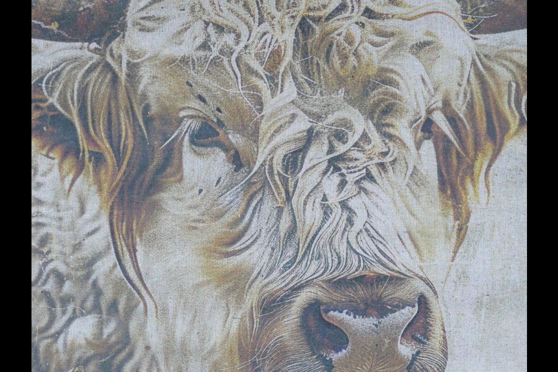 Canvas Wall Art -  Cow