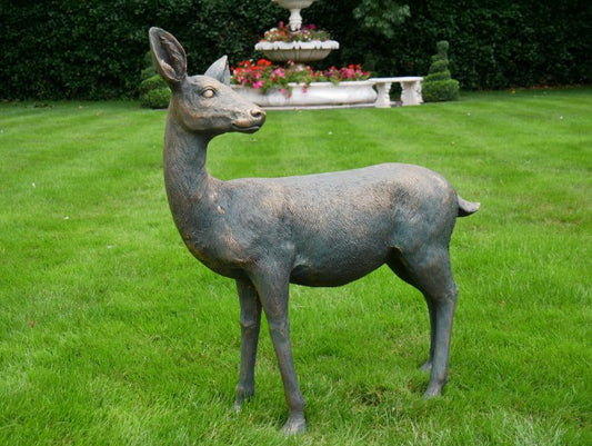 Deer
