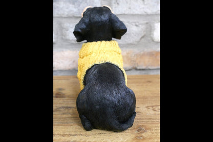 Dachshund Dog In Sweater