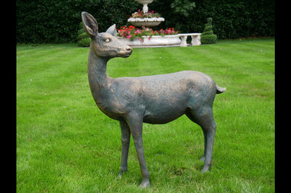 Deer