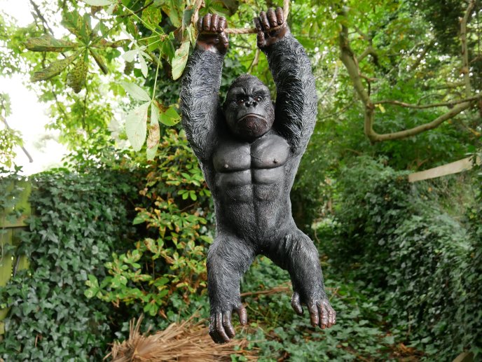 Hanging Gorilla