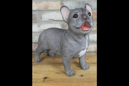 Standing Dog (Frenchie)