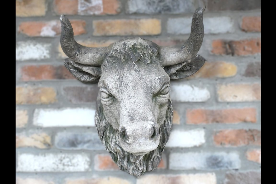 Cow Head