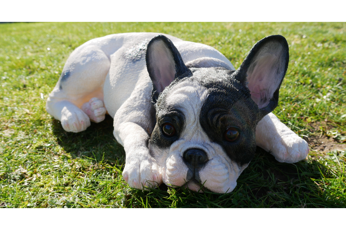 Laying Dog