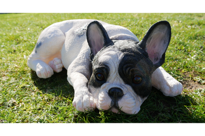 Laying Dog