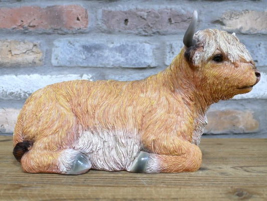 Laying Highland Cow