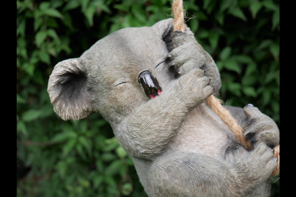 Hanging Koala