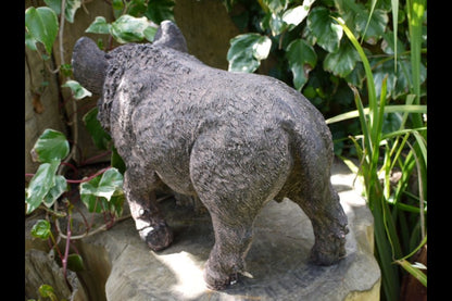 Pig