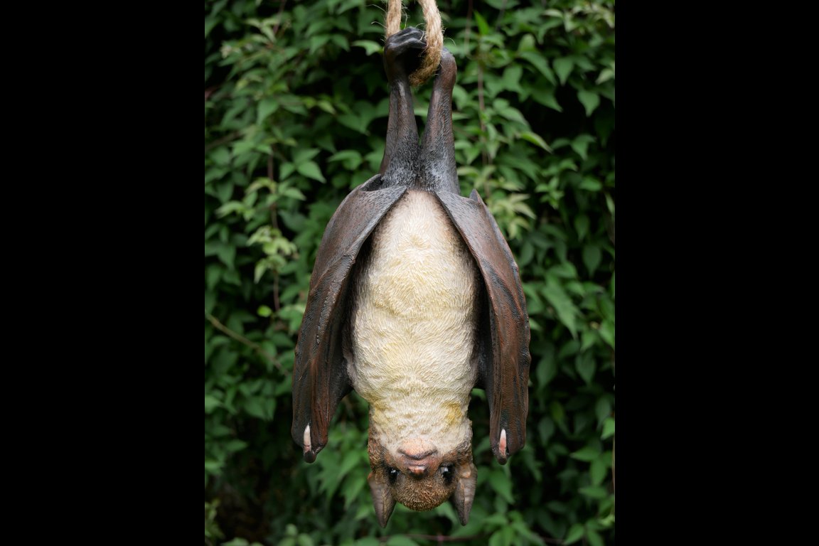 Hanging Bat