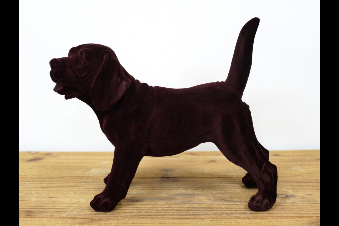 Brown Dog