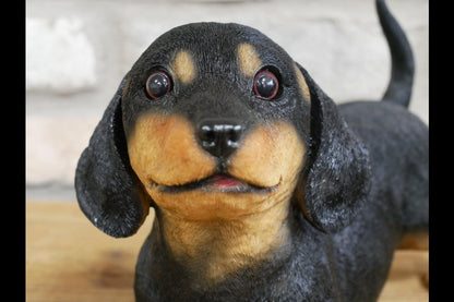 Playful Puppy