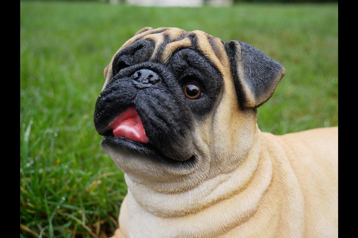 Laying Dog