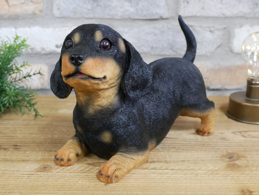 Playful Puppy