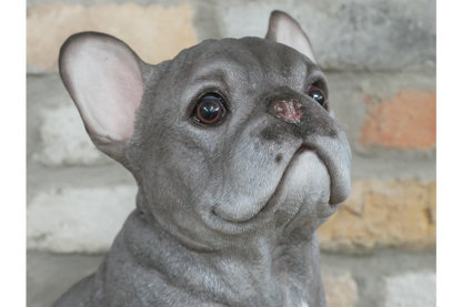 Sitting Dog (Frenchie)