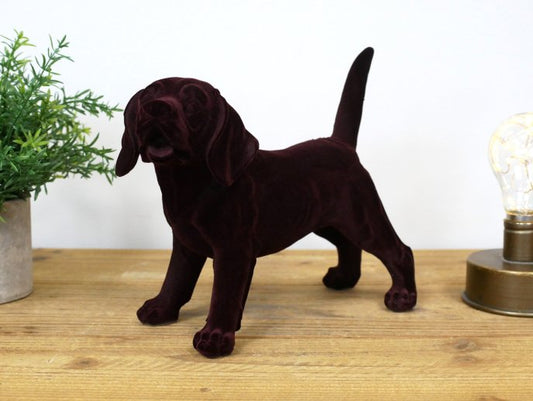 Brown Dog
