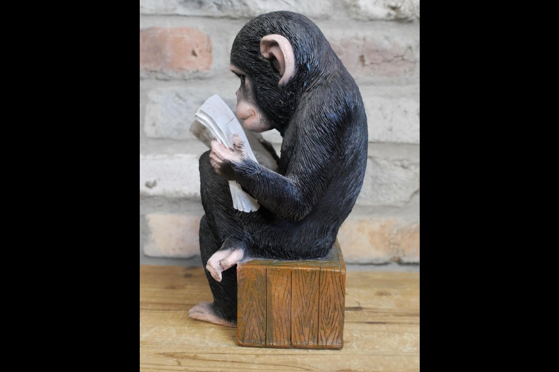Monkey Reading The News