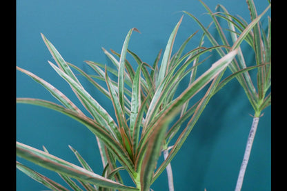 Artificial Dracaena