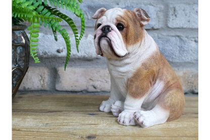 Bulldog