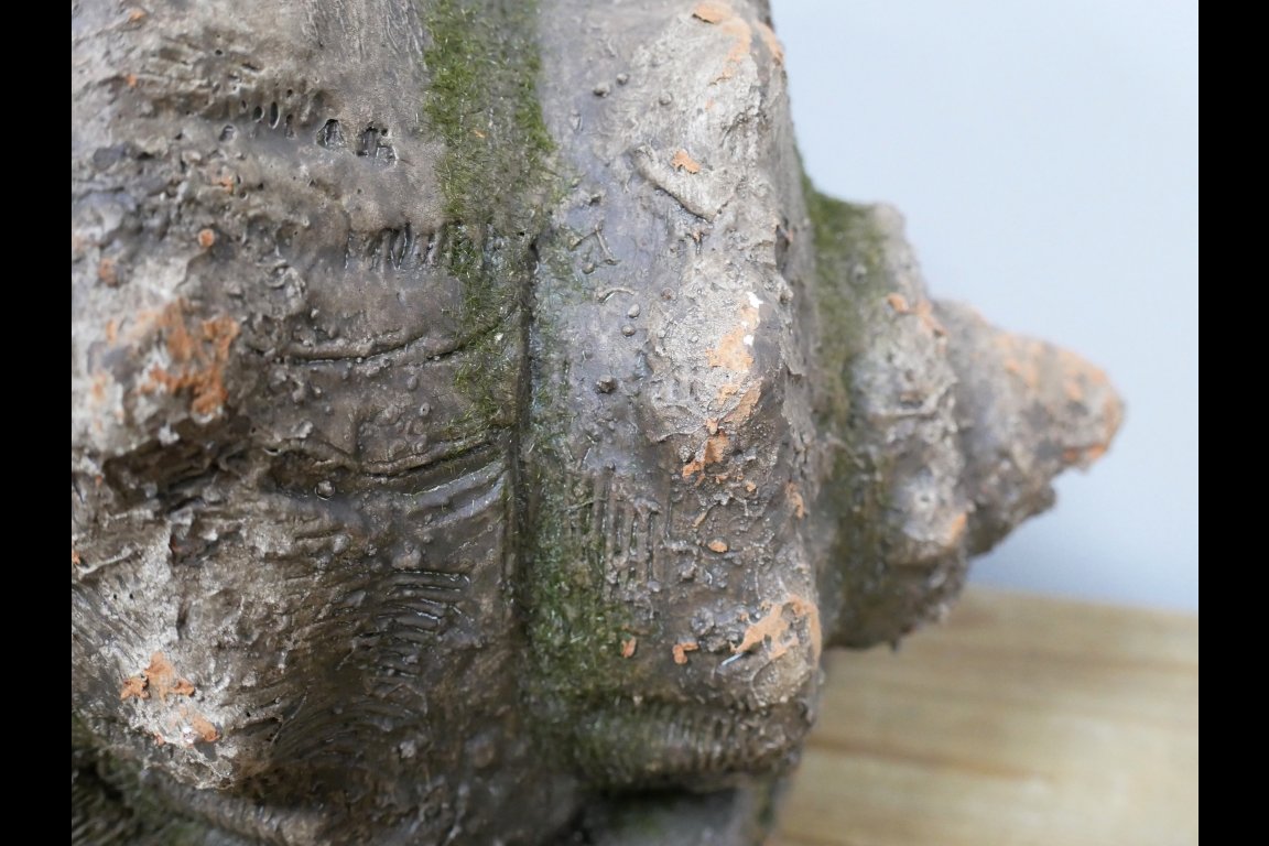 Shell Planter