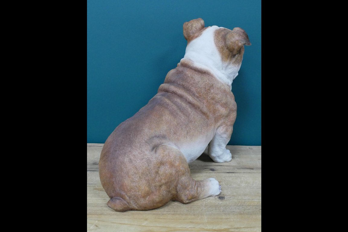 Sitting Bulldog