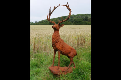 Rusty Stag