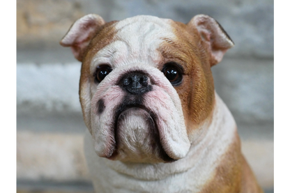 Bulldog