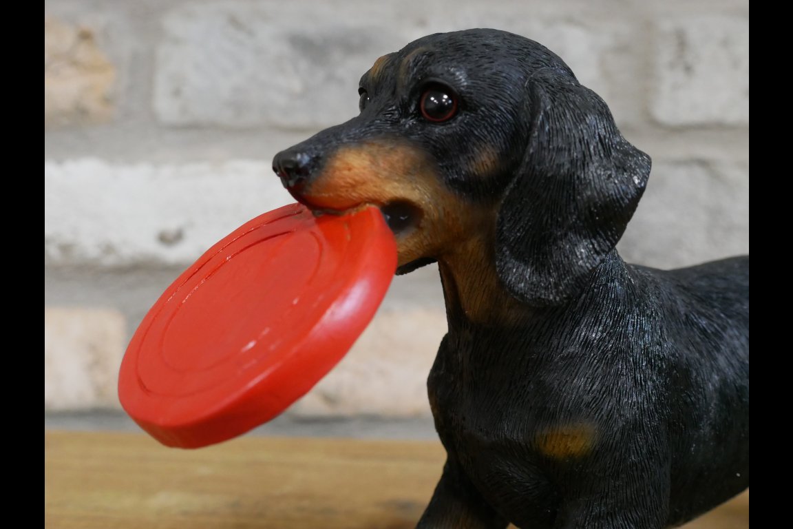 Dog Carrying Frisbee
