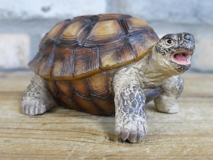 Tortoise