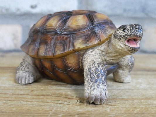 Tortoise